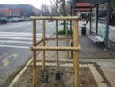 I nuovi alberelli di via Ventimiglia