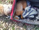 Il povero pitbull trovato nel parco Stura Il povero pitbull trovato nel parco Stura