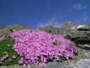 Se l'avanzata del verde non è una buona notizia: al Gran Paradiso la vegetazione sta divorando i ghiacciai