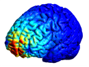 Studio di Unito scopre dove si annida nel cervello il meccanismo che produce paura e ansia