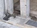 La lettera di una residente: “Intorno ai nostri palazzi un vespasiano a cielo aperto” La lettera di una residente: “Intorno ai nostri palazzi un vespasiano a cielo aperto”