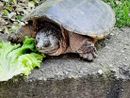 Tartaruga uccisa a sassate a Cumiana, animalisti sul piede di guerra (foto d'archivio)