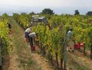 lavoratore agricolo