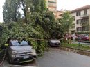 Torino fa i conti col maltempo: pioggia, grandine e alberi caduti (foto di Carlo Granisso)
