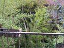 A Torino il maltempo estivo abbatte 242 alberi: &quot;In 4 anni +600% di piante cadute&quot;