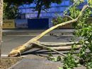 La porzione dell'albero si è spezzata di netto ed ha invaso la carreggiata La porzione dell'albero si è spezzata di netto ed ha invaso la carreggiata