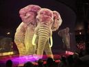 Animali in 3D protagonisti del Circus AtmoSphere a Moncalieri