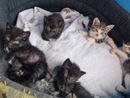 Nichelino vince un bando di 15 mila euro per aiutare i gatti delle colonie feline