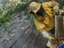 Api, biodiversità e socialità: al via il nuovo progetto al Parco del Nobile