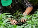 Coltivava in casa e rivendeva droga: nei guai una 55enne di Ala di Stura Coltivava in casa e rivendeva droga: nei guai una 55enne di Ala di Stura