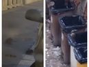 Interno cortile invaso dai topi in via Tonale: i residenti firmano una petizione per chiedere un intervento