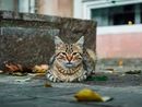 Benessere degli animali, dalla Regione maxi stanziamento da 170 mila euro a 25 Comuni per la tutela dei gatti