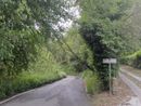 Alberi e piante cadute in collina