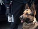 Il fiuto dei cani fa scoprire la droga nascosta nella spazzatura e nelle aiuole di Aurora e Porta Palazzo