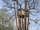 Quella casetta sull’albero in corso Vittorio e il sospetto che qualcuno ci viva abusivamente