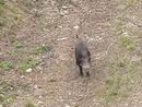 Altro che metro 2, nel vecchio trincerone spunta un cinghiale