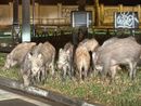 Immortalato un gruppo composto da almeno otto esemplari: residenti sempre più preoccupati Immortalato un gruppo composto da almeno otto esemplari: residenti sempre più preoccupati