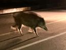 Paura a Mirafiori sud: branco di cinghiali attraversa la strada di notte