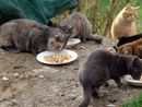 Torino cerca gattare per le oltre 400 colonie feline della Città: ecco come candidarsi