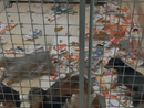 cani sequestrati in una gabbia