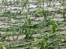 Grandine e maltempo sul Canavese, la rabbia di Coldiretti: &quot;Danni enormi&quot;