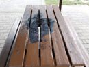 Raid vandalico al giardino Braille: i tavoli dati alle fiamme. Miano: “Sono degli idioti” Raid vandalico al giardino Braille: i tavoli dati alle fiamme. Miano: “Sono degli idioti”