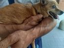 Si cerca disperatamente la Pinscher Trilly: "300 euro per chi la porta a casa"