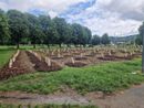 Moncalieri sempre più città del verde: piantumati duemila nuovi alberi
