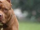 Due pitbull aggrediscono una cagnolina e i suoi padroni: attimi di paura a Moncalieri