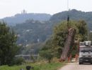 abbattimento di un albero secolare