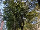piante malate per gli insetti