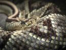 Turista morso da una vipera mentre prende il sole: paura a Ceresole Reale