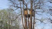 Quella casetta sull’albero in corso Vittorio e il sospetto che qualcuno ci viva abusivamente