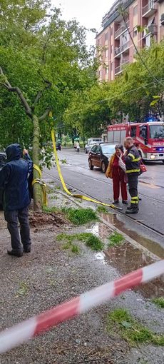 albero caduto in corso Belgio albero caduto in corso Belgio