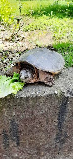 Tartaruga uccisa a sassate a Cumiana, animalisti sul piede di guerra (foto d'archivio)