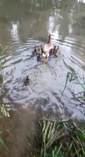 Liberate alcune anatre selvatiche in una derivazione del po a Chivasso