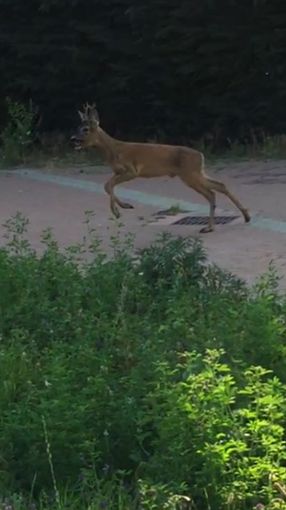 Borgiallo, sparano vicino alle abitazioni e abbattono un capriolo: denunciati padre e figlio