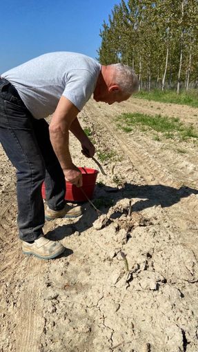 Buone prospettive per l'asparago di Santena