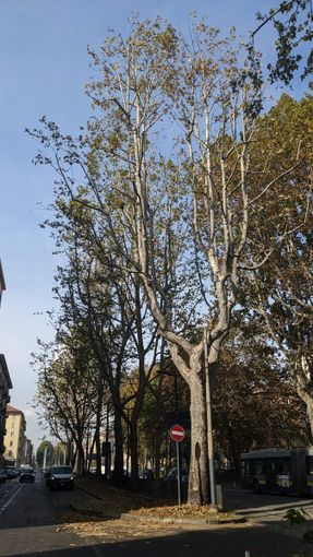 Domani anche a Torino si celebra la “Giornata Nazionale dell’Albero” Domani anche a Torino si celebra la “Giornata Nazionale dell’Albero”