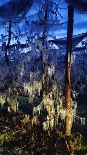 Maltempo, Coldiretti: &quot;Le basse temperature mettono a dura prova la frutta Made in Piemonte&quot;
