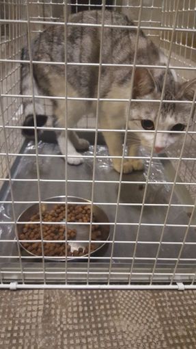 Ritrovata ieri notte una gattina di 6-8 mesi, si cercano i proprietari