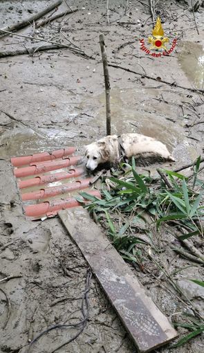 Cane bloccato nel fango Cane bloccato nel fango