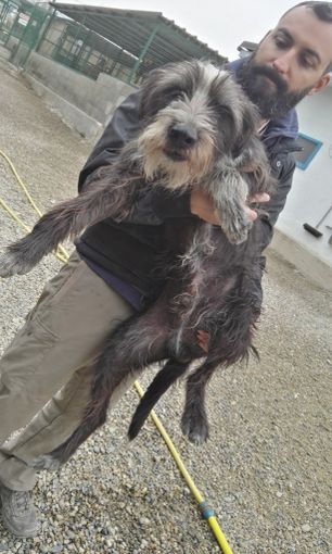 Tanti quattro zampe in cerca di una casa: prendeteli con voi!!!