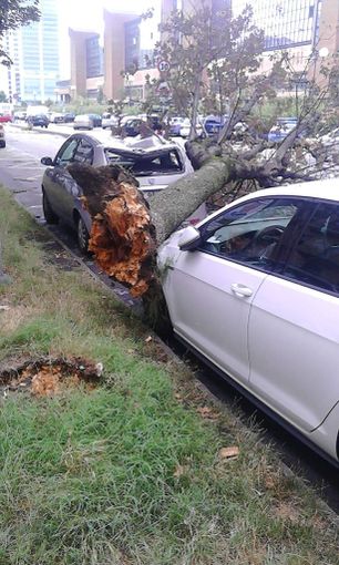 Maltempo, notte movimentata per alberi e pali caduti: 160 interventi dei vigili del fuoco Maltempo, notte movimentata per alberi e pali caduti: 160 interventi dei vigili del fuoco