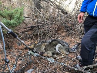 Il soccorso alla lupa