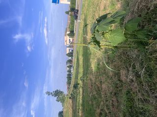All’inaugurazione ufficiale del nuovo boschetto di Paulownia erano presenti: l’assessore Antonino Russo - Assessore al Verde del Comune di Orbassano, Clara Bonaudi e Denise Bonaudi del CDA Boman e Daniele Berruti Presidente Paulownia Piemonte Nazionale