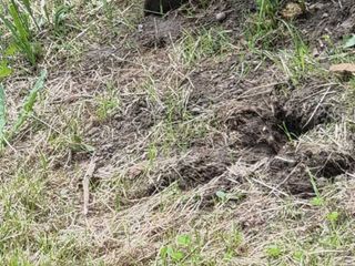 Il cortile invaso dalle tane e dai topi