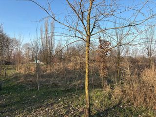 Ernesto Di Carlo, 72 anni, volontario nel parco del Sangone