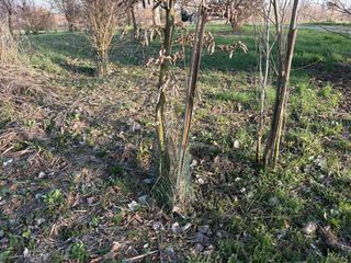 Ernesto Di Carlo, 72 anni, volontario nel parco del Sangone