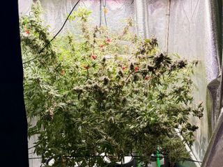 La serra di marijuana scoperta dalla Polizia